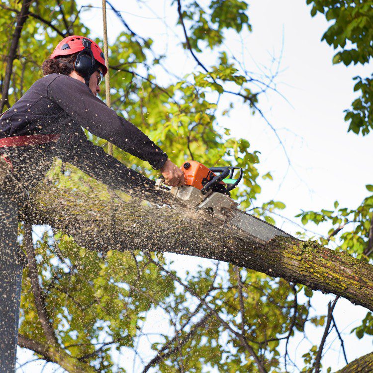 Landscaping and Remodeling in Brevard, NC
